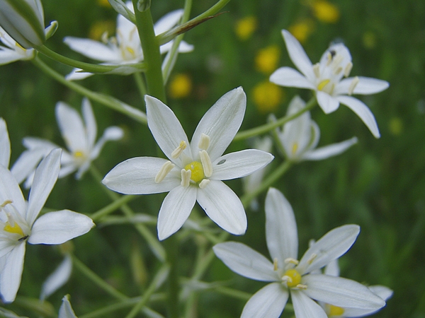 Loncomelos brevistylus (= Ornithogalum pyramidale) / Latte di gallina maggiore